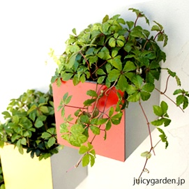 「cobaco」Mサイズ