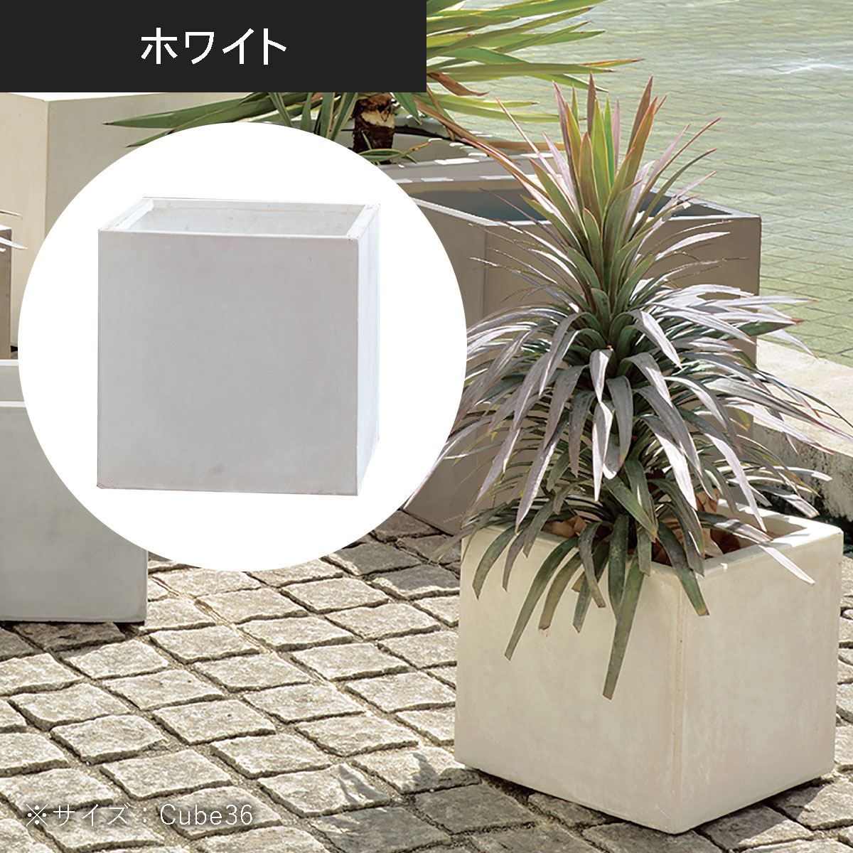 ホワイトのカラー