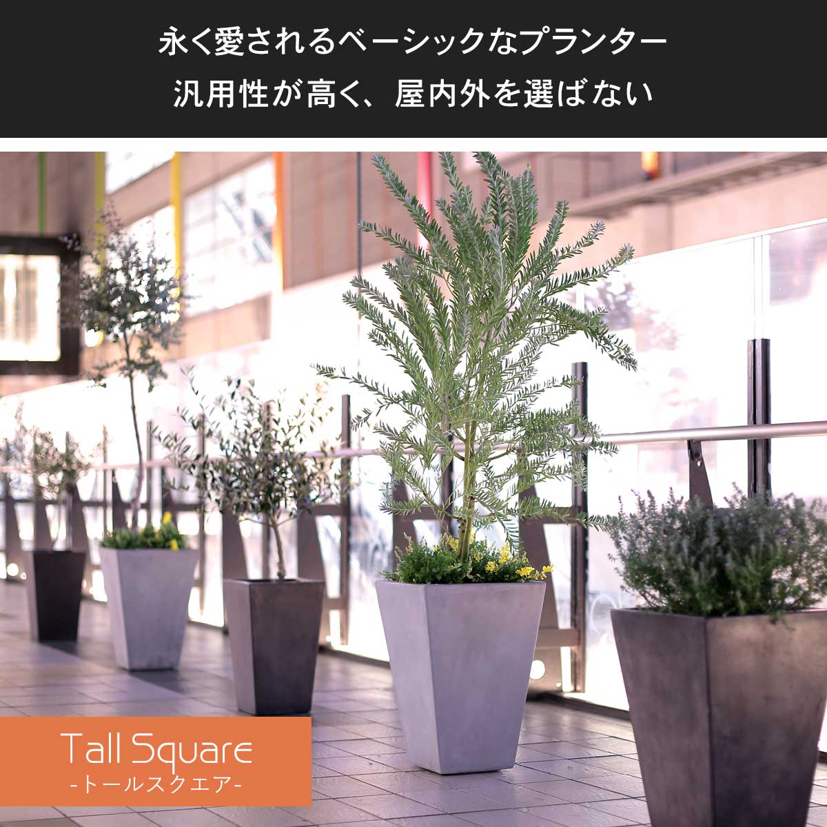 トールスクエアシリーズは永く愛されるベーシックな植木鉢。汎用性が高く、屋内外を選ばないデザインです