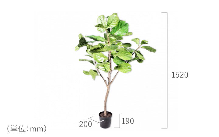 フィカス（ファイカス） 152cm（FICUS GREEN 152 cm） 123827 シルカ（Silk-ka）