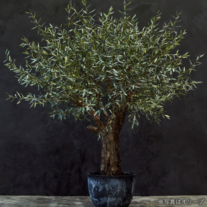 フィカス（ファイカス） 152cm（FICUS GREEN 152 cm） 123827 シルカ（Silk-ka）