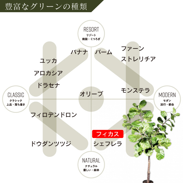 フィカス（ファイカス） 198cm（FICUS GREEN 198 cm） 123828 シルカ（Silk-ka）