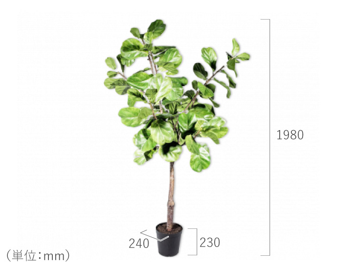 フィカス（ファイカス） 198cm（FICUS GREEN 198 cm） 123828 シルカ（Silk-ka）