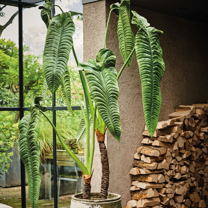 アロカシア 178cm（ALOCASIA GREEN 178 cm） 127410 シルカ（Silk-ka）