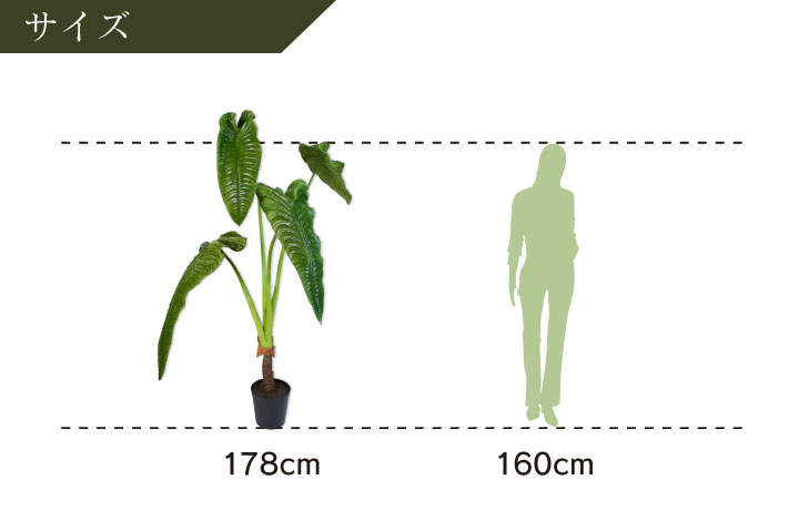 アロカシア 178cm（ALOCASIA GREEN 178 cm） 127410 シルカ（Silk-ka）