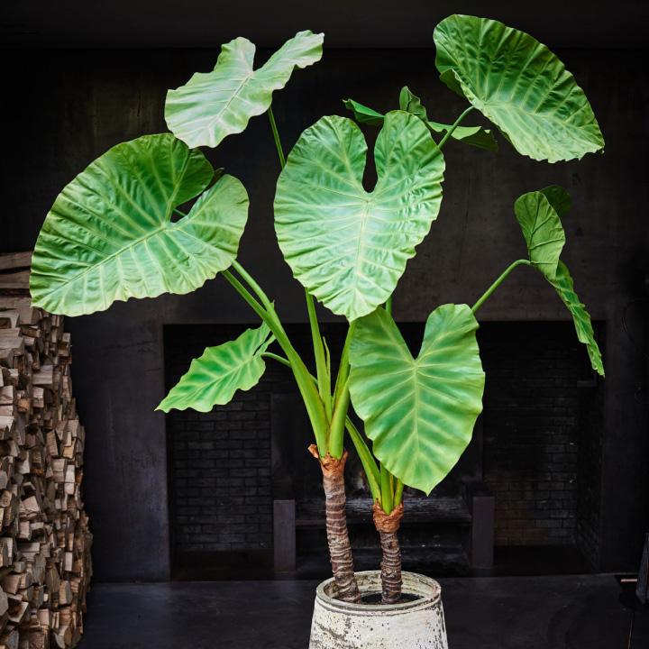 アロカシア 220cm（ALOCASIA GRN DK 220 cm） 130569 シルカ（Silk-ka）