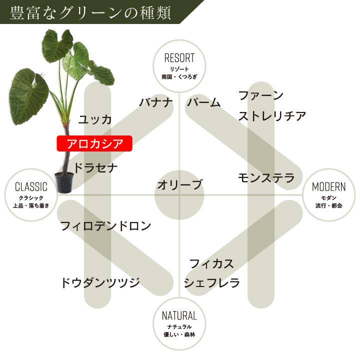 アロカシア 220cm（ALOCASIA GRN DK 220 cm） 130569 シルカ（Silk-ka）