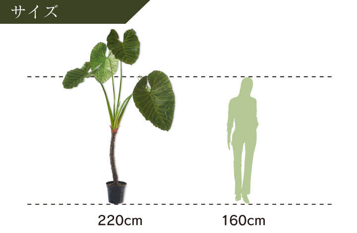 アロカシア 220cm（ALOCASIA GRN DK 220 cm） 130569 シルカ（Silk-ka）