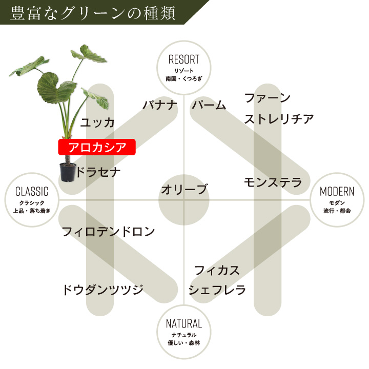 アロカシア 175cm（ALOCASIA GRN DK 175 cm） 130570 シルカ（Silk-ka）