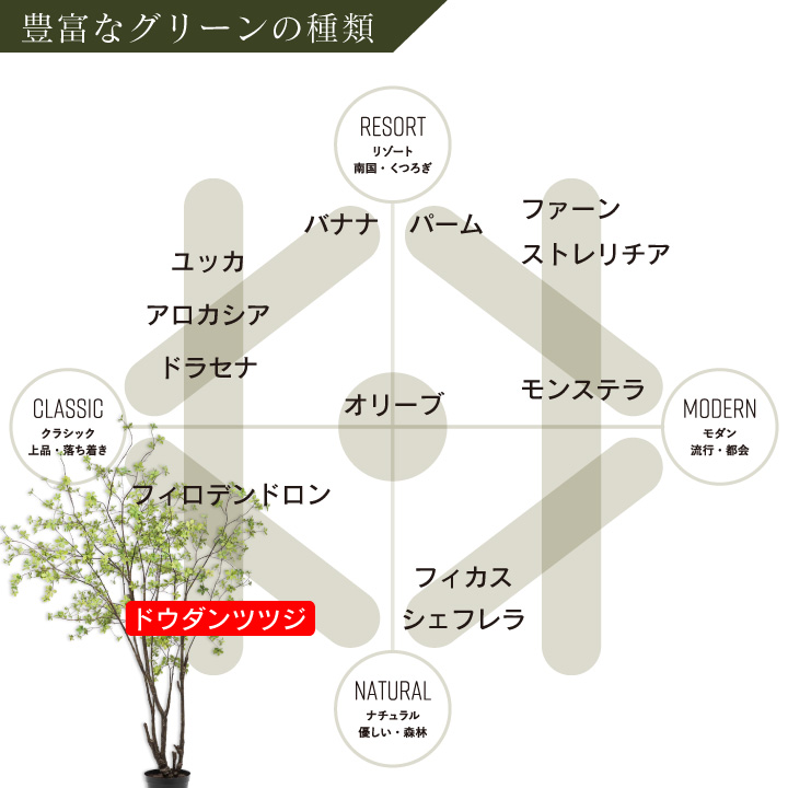 ドウダンツツジ 244cm（TREE GRN LT 244 cm） 130577 シルカ（Silk-ka）