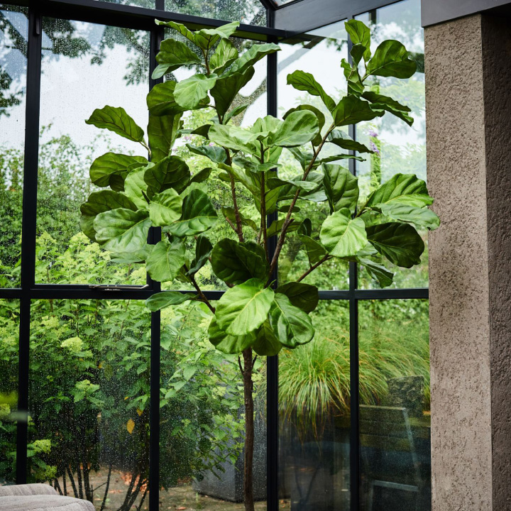 フィカス（ファイカス） 254cm（FICUS GREEN 254 cm） 131625 シルカ（Silk-ka）