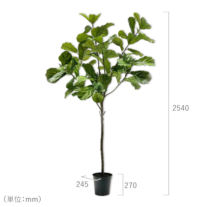 フィカス（ファイカス） 254cm（FICUS GREEN 254 cm） 131625 シルカ（Silk-ka）