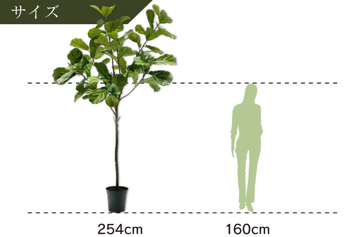 フィカス（ファイカス） 254cm（FICUS GREEN 254 cm） 131625 シルカ（Silk-ka）