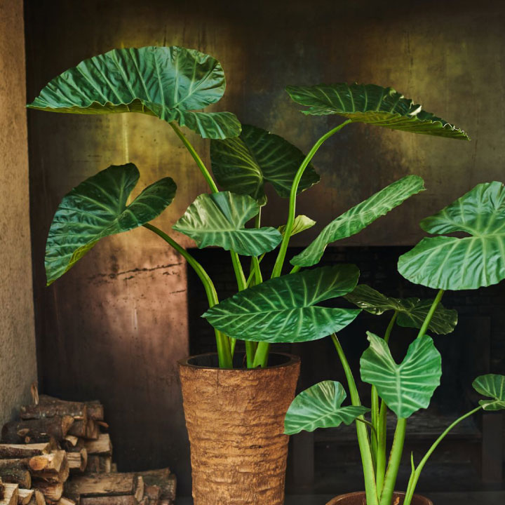 アロカシア 124cm（ALOCASIA GREEN 124 cm） 131626 シルカ（Silk-ka）