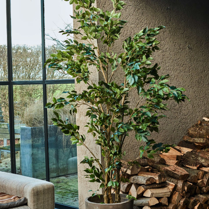 フィカス（ファイカス） 213cm（FICUS GREEN 213 cm） 132824 シルカ（Silk-ka）