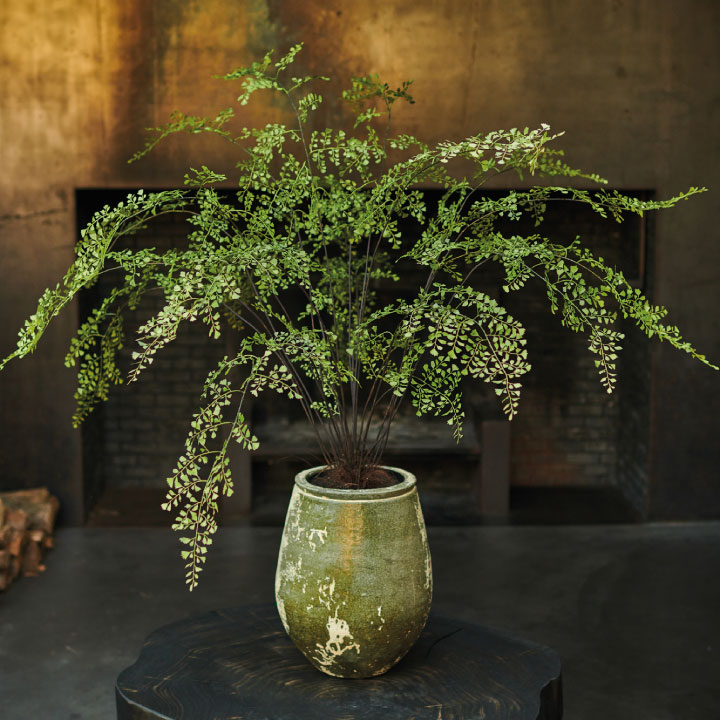 ファーン（パーム） 123cm（PALM GREEN 123 cm） 138355 シルカ（Silk-ka）