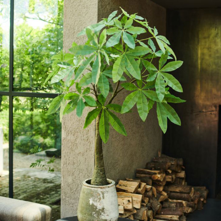 大型 フェイクグリーン「シェフレラ 162cm シルカ（Silk-ka）」おしゃれ リアル 人工観葉植物 樹木 インテリアグリーン カポック