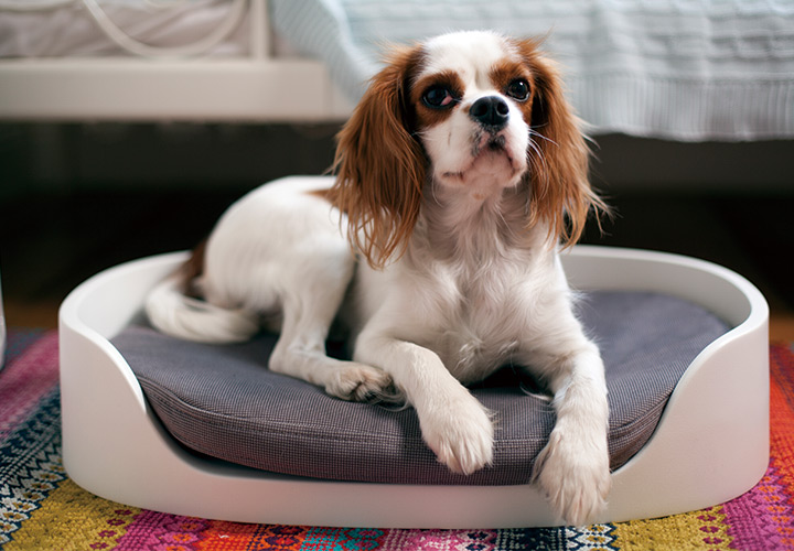 樹脂製ペット用ベッド「カーバー （CURVER） 3WAYペットバンクベッド＆キャリー （PET BUNKBED）」