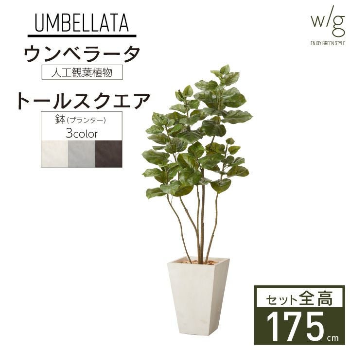 ※手渡しで値下げします！※人工観葉植物 ウンベラータ 180cm GREEN COFFRET ウンベラータスモールリーフ90陶器鉢付・白 人工観葉