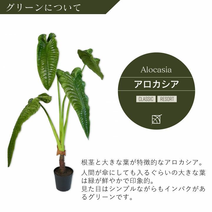 大型 フェイクグリーン「アロカシア 178cm シルカ（Silk-ka