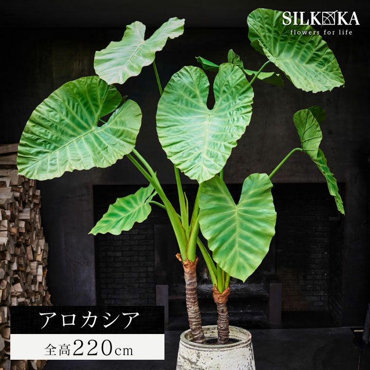 大型 フェイクグリーン「アロカシア 175cm シルカ（Silk-ka