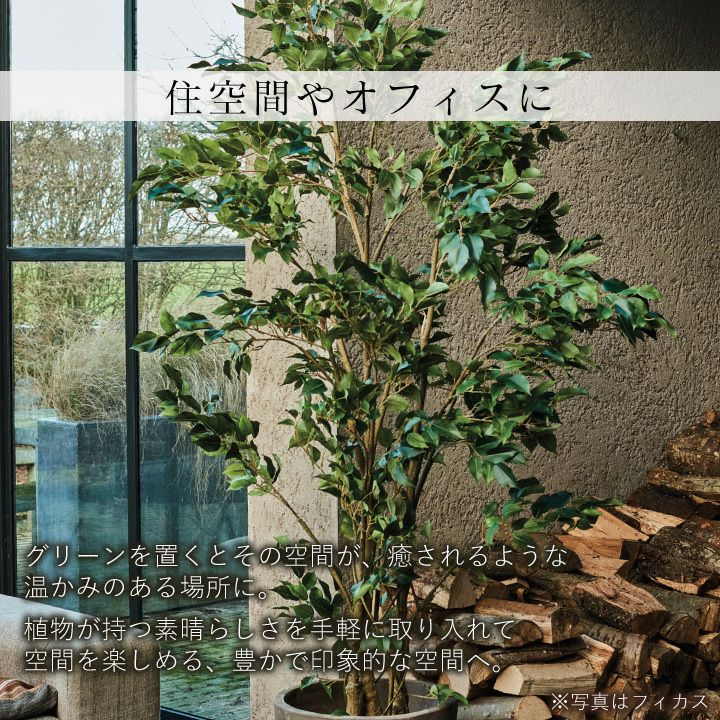 000000011019-10.jpg?size=l&w=
