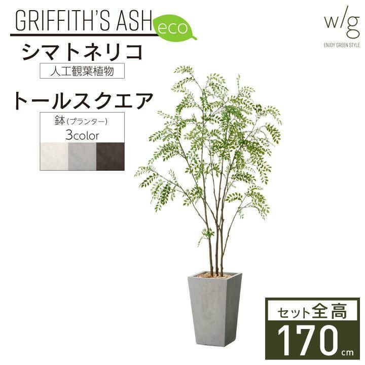 シマトネリコ×トールスクエア w/g-eco」 | 《公式》JUICYGARDEN