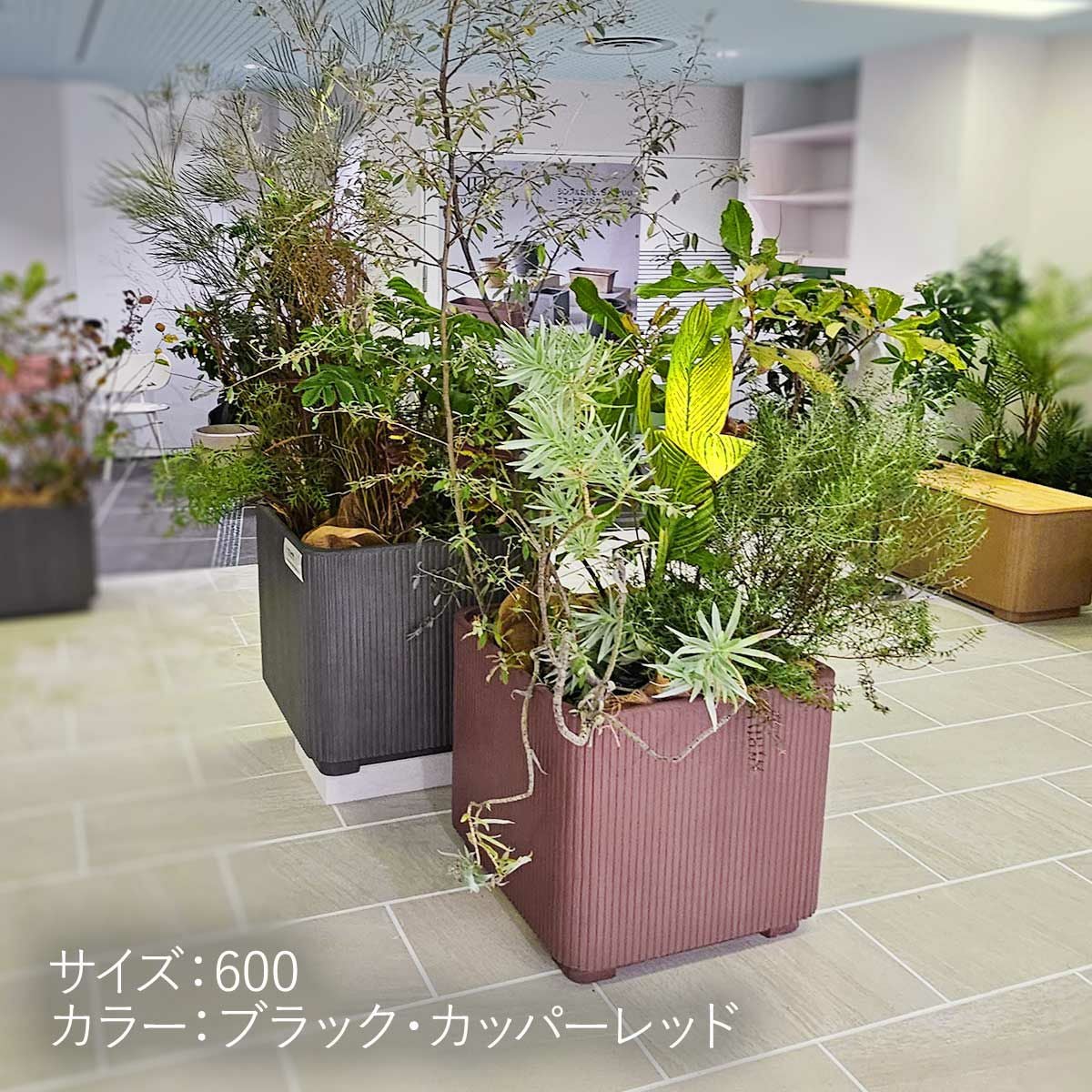 60cm、ブラックとカッパーレッドの画像。